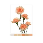 Dianthus Nelk SP Peach Tune (La Gaitana COL)*20