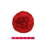 Dianthus Nelk ST ST Red Magic (La Gaitana COL)*20
