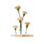 Dianthus Nelk SP Peach Xue (La Gaitana COL)*20