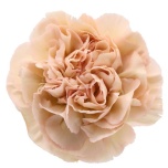 Dianthus Nelk ST Lege Marrone*20