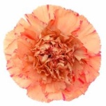Dianthus Nelk ST Lion King (La Gaitana COL)*20