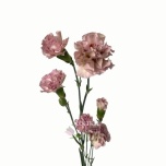 Dianthus Nelk SP Mocha Sweet*20