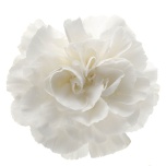 Dianthus Nelk ST Mont Blanc*20