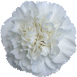 Dianthus Nelk ST White Moon Light (La Gaitana COL)*20