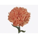 Dianthus Nelk ST Bahamas*20
