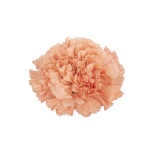 Dianthus Nelk ST Saona*20