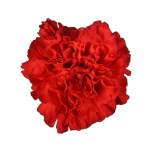 Dianthus Nelk ST Sparta*20