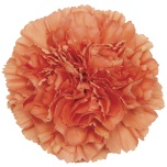 Dianthus Nelk ST Tamarind*20