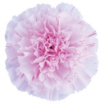 Dianthus Nelk ST Yukari Dress Cherry*20