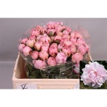 Paeonia Pojeng marguerite gerard 50-55cm