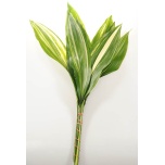 Aspidistra Variegated 50cm (pk)