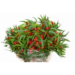 Eucalypt cardinale berries per bunch 65cm