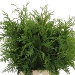 Conifer Thuja Dolabrata 40cm (pk)