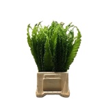 Asplenium Osaka 50cm (tk)