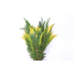 Conifer MIX 40cm (pk)