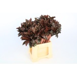 DRACAENA PURPLE COMPACTA 50cm (pk)