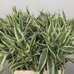 DRACAENA SANDERIANA WHITE 50cm (pk)