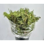 Juniperus Kadakas 60-65cm pk