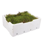 Plat Moss Sammal (kast)