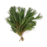 Pinus strobus 80cm (pk)