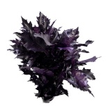 Quercus palustris Tammeoks paint Aubergine 80cm (tk)*20