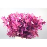 Quercus palustris Tammeoks paint Cerise 80cm (tk)*20