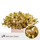 Ruscus hypophyllum paint Gold 50cm (pk)