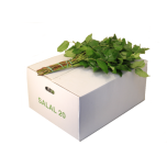 Salal Tips 60cm (pk)