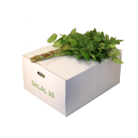 Salal Tips 40-45cm (pk)