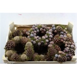 Wreath Pärg käbidega