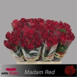 Roos 60cm Madam Red (Afriflora)