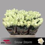 Roos 60cm Snowstorm (Afriflora)