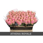 Roos 40cm Athena Royale (NINI)