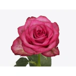 Roos 50cm Paloma Royale (NINI)