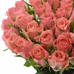 Roos 50cm Ace Pink Uganda