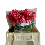 Roos 40cm Ace Pink Uganda