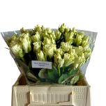 Roos 40cm Athena Uganda