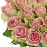 Roos 50cm Belle Rose Uganda