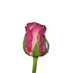 Roos 40cm Double Date Uganda