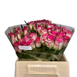 Roos 40cm Double Date Uganda