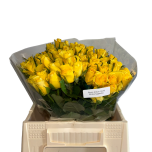 Roos 40cm Gold Strike Uganda