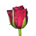 Roos 40cm Madam Red Uganda