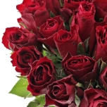Roos 50cm Madam Red Uganda