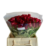 Roos 40cm Madam Red Uganda