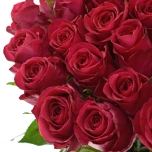 Roos 50cm Ace Cerise Uganda