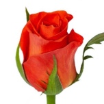 Roos 40cm Patz Uganda