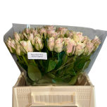 Roos 40cm Pink Athena Uganda