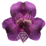 ALSTR PURPLE AARON 90CM