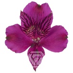 ALSTR PURPLE AMATISTA 90CM