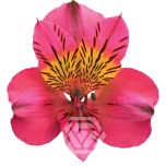 ALSTR AMPOSTA 60CM